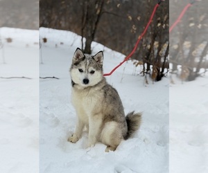Father of the Alaskan Klee Kai-Pomsky Mix puppies born on 07/17/2026