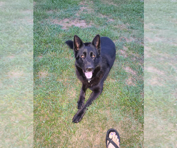 Medium Photo #1 German Shepherd Dog Puppy For Sale in CULPEPER, VA, USA