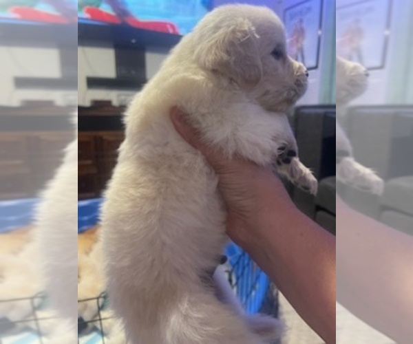 Medium Photo #10 Golden Retriever Puppy For Sale in THOUSAND OAKS, CA, USA