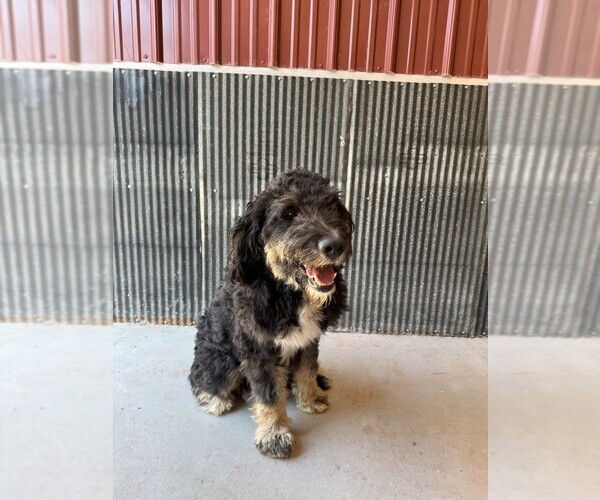 Medium Photo #1 Miniature Bernedoodle Puppy For Sale in DENVER, PA, USA