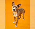 Small American Pit Bull Terrier