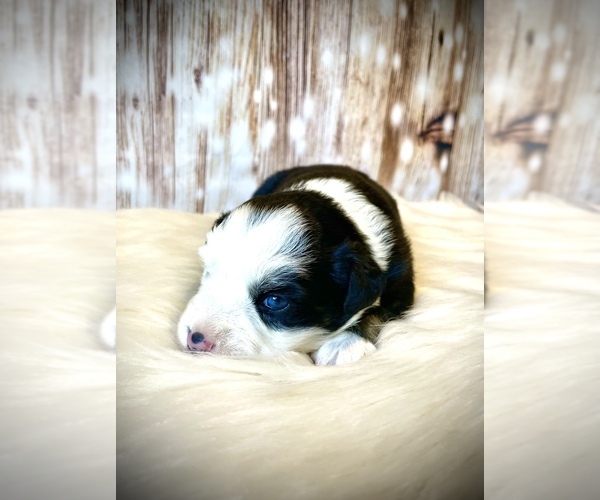 Medium Photo #5 Miniature Australian Shepherd Puppy For Sale in OPELIKA, AL, USA