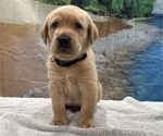 Small #10 Labrador Retriever