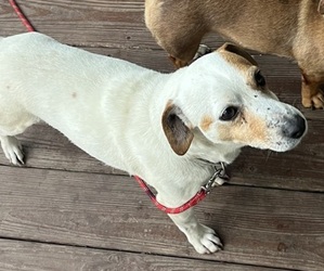 Father of the Jack Russell Terrier puppies born on 07/27/2026