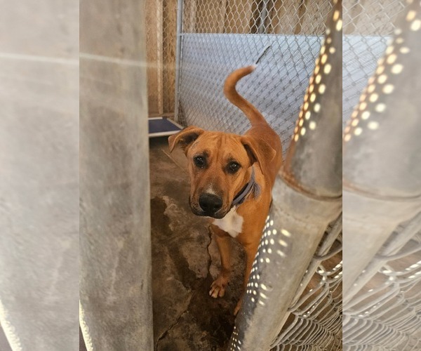 Medium Photo #3 Rhodesian Ridgeback-Unknown Mix Puppy For Sale in El Centro, CA, USA