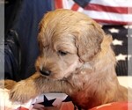 Small Photo #9 Goldendoodle Puppy For Sale in WACO, TX, USA