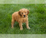 Small #17 Goldendoodle-Poodle (Miniature) Mix