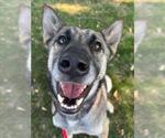 Small #1 German Shepherd Dog