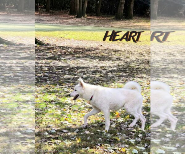 Medium Photo #4 Siberian Husky Puppy For Sale in Severn, MD, USA