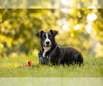 Small #15 Labrador Retriever Mix