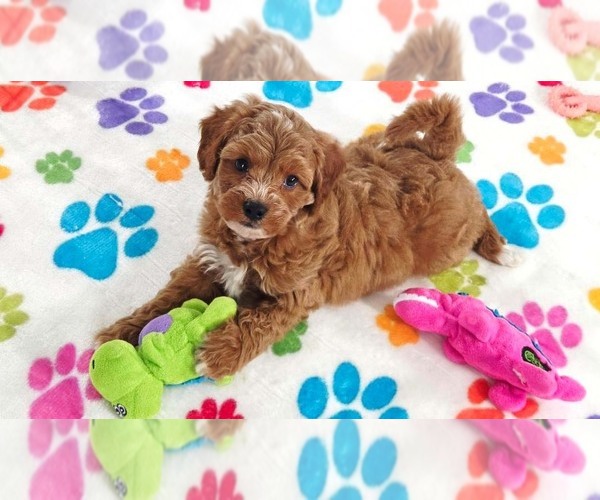 Medium Photo #5 Cavapoo (Miniature)-Poodle (Toy) Mix Puppy For Sale in ORO VALLEY, AZ, USA