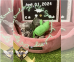 Small Photo #17 French Bulldog Puppy For Sale in ATHENS, GA, USA