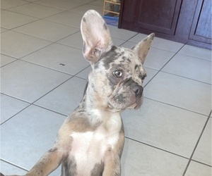 French Bulldog Puppy for sale in TAMPA, FL, USA