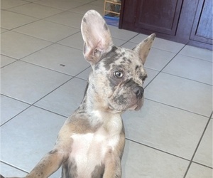 Medium French Bulldog