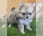 Small #1 Pomeranian