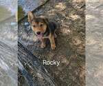 Small German Shepherd Dog