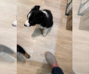 Border Collie Dogs for adoption in Tenafly, NJ, USA