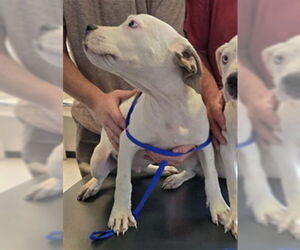 American Pit Bull Terrier-Unknown Mix Dogs for adoption in Plano, TX, USA