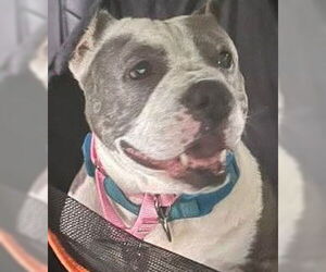 American Pit Bull Terrier Dogs for adoption in Hillsboro, NH, USA