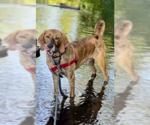 Small #18 Plott Hound Mix