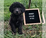 Puppy 5 Poodle (Standard)