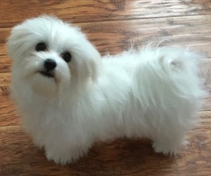 Mother of the Maltese puppies born on 08/25/2025