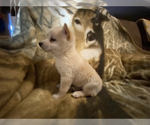 Shiba Inu Puppy for Sale in FAIR GROVE, Missouri USA