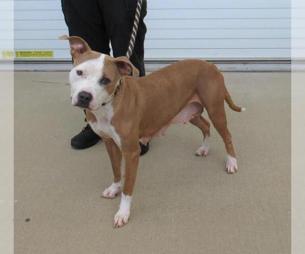 Medium Photo #1 American Pit Bull Terrier-Unknown Mix Puppy For Sale in Louisville, KY, USA