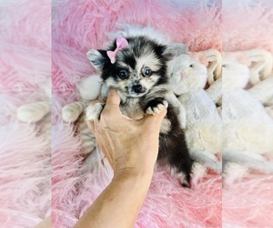 Pomeranian Puppy for sale in FORT LAUDERDALE, FL, USA