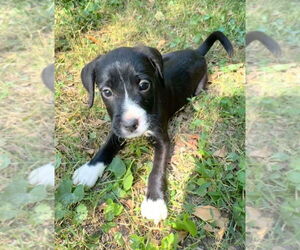 Boxer-Poodle (Standard) Mix Dogs for adoption in Aurora, IN, USA