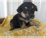 Small Photo #3 Aussie-Corgi Puppy For Sale in CANON CITY, CO, USA