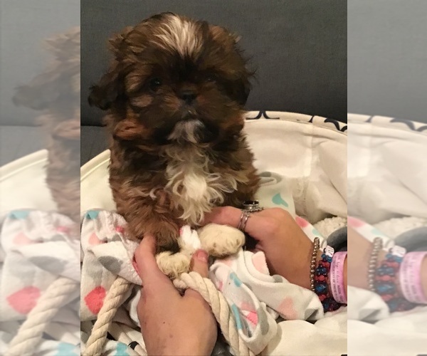 Medium Photo #1 Shih Tzu Puppy For Sale in LEXINGTON, NC, USA