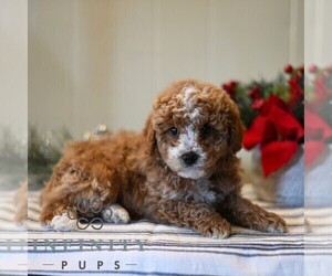 Poodle (Miniature) Puppy for sale in DORNSIFE, PA, USA