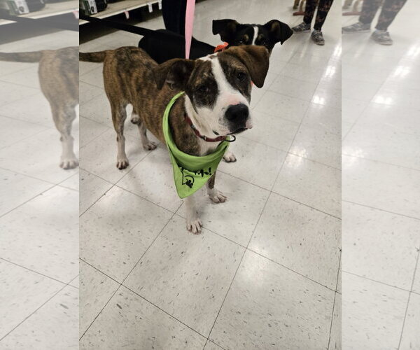 Medium Photo #10 Mutt Puppy For Sale in Minneapolis, MN, USA