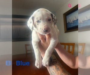 Dalmatian Puppy for sale in WINTER PARK, FL, USA
