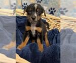 Small Australian Shepherd