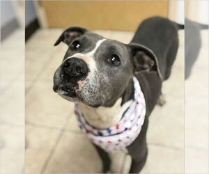 American Pit Bull Terrier Dogs for adoption in Benton, PA, USA