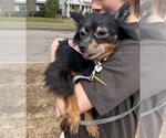 Small #1 Chihuahua