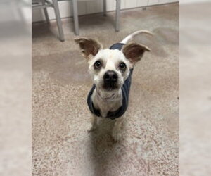 Poodle (Miniature) Dogs for adoption in Salinas, CA, USA