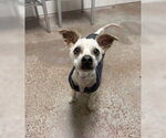 Small Poodle (Miniature)