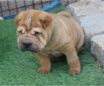 Small #2 Chinese Shar-Pei