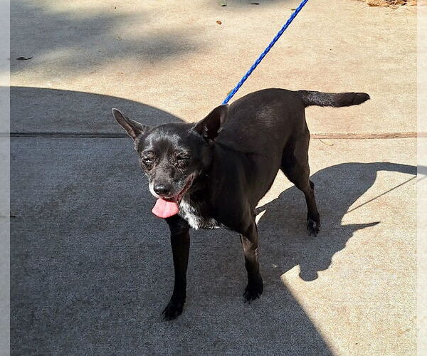 Medium Photo #4 Chihuahua-Unknown Mix Puppy For Sale in Missouri City, TX, USA