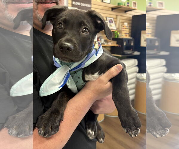 Medium Photo #2 Labrador Retriever-Unknown Mix Puppy For Sale in Clarkston, MI, USA