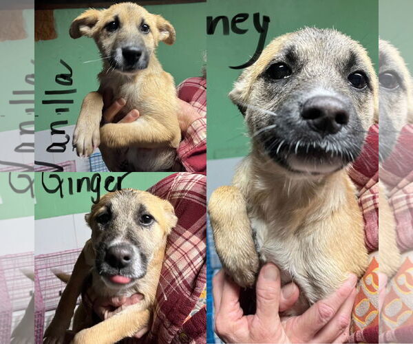 Medium Photo #1 German Shepherd Dog Puppy For Sale in Jackson Township, NJ, USA