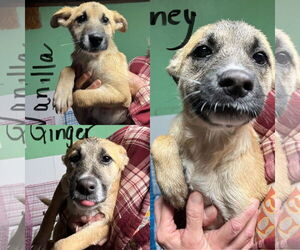 German Shepherd Dog Dogs for adoption in Jackson Township, NJ, USA