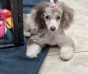 Poodle (Toy) Puppy for sale in TOMBALL, TX, USA