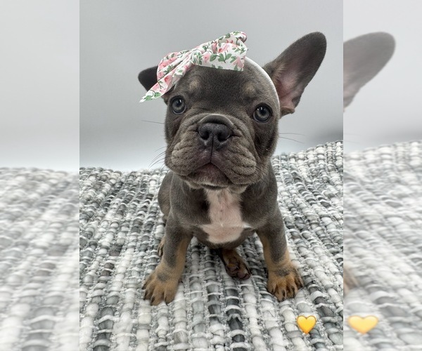 Medium Photo #1 French Bulldog Puppy For Sale in PLEASANTON, CA, USA