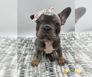 French Bulldog Puppy for sale in PLEASANTON, CA, USA