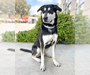 Labrador Retriever-Siberian Husky Mix Dogs for adoption in Corona, CA, USA