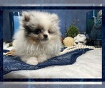 Small Photo #7 Pomeranian Puppy For Sale in VICTORVILLE, CA, USA